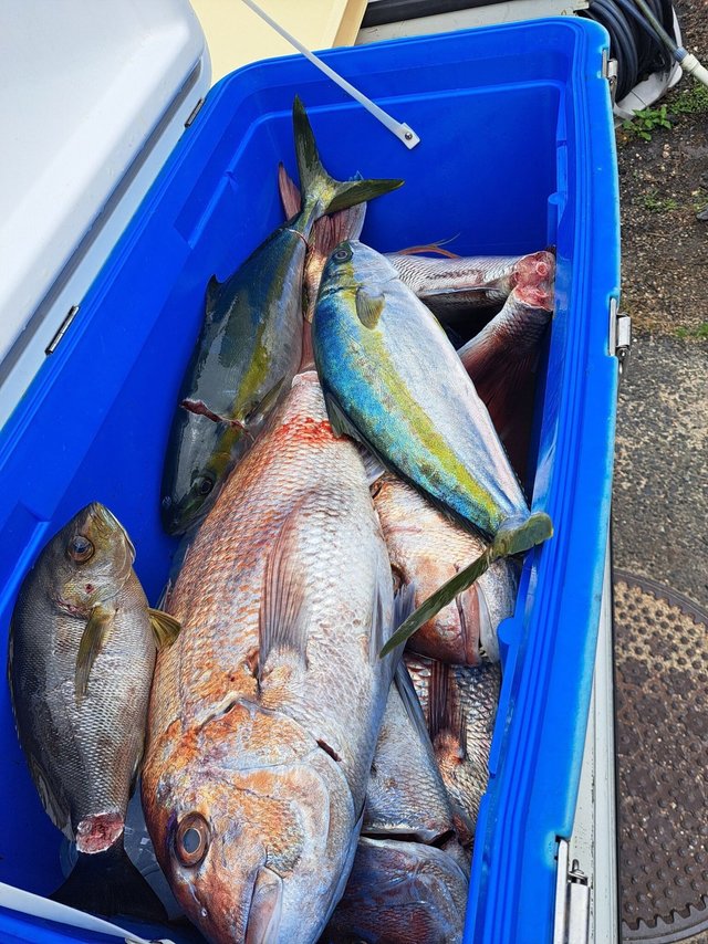 マダイ・ヒラマサ・イサキ