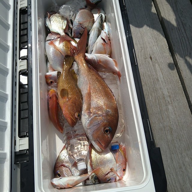 マダイ・レンコ(キダイ)・チダイ・コブダイ