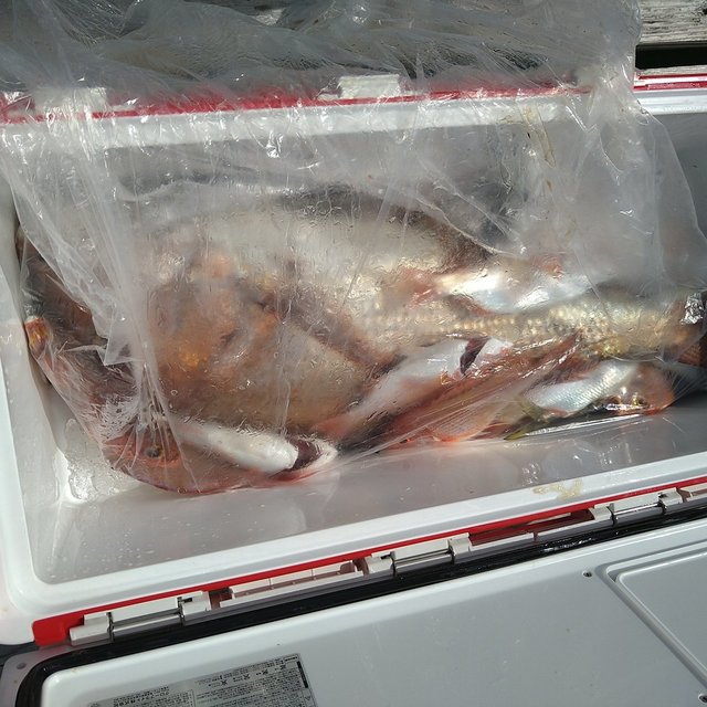 マダイ・チダイ