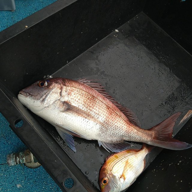 マダイ・レンコ(キダイ)