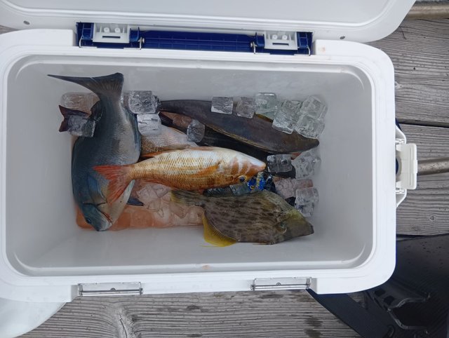 マダイ・イサキ・カワハギ