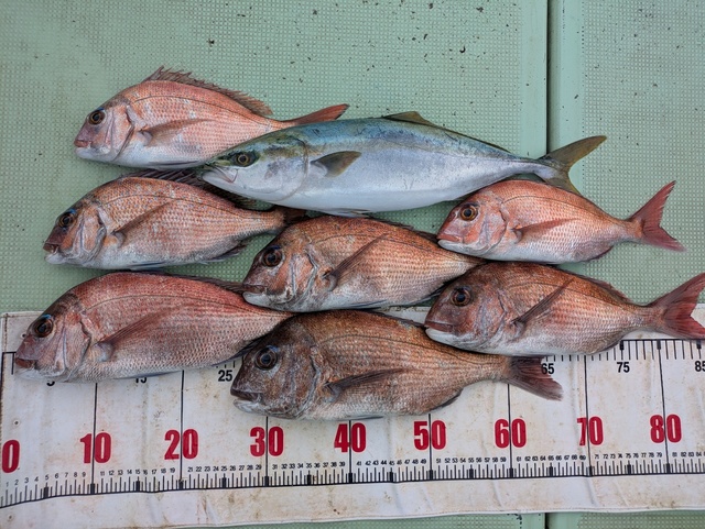 タイ(マダイ)・ハマチ(ブリ)