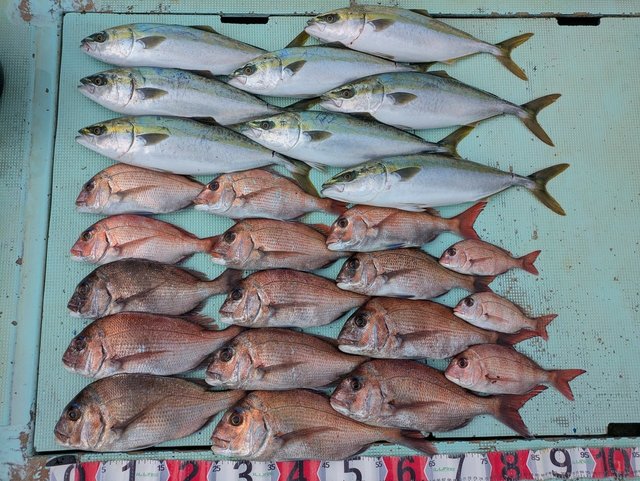 タイ(マダイ)・ハマチ(ブリ)