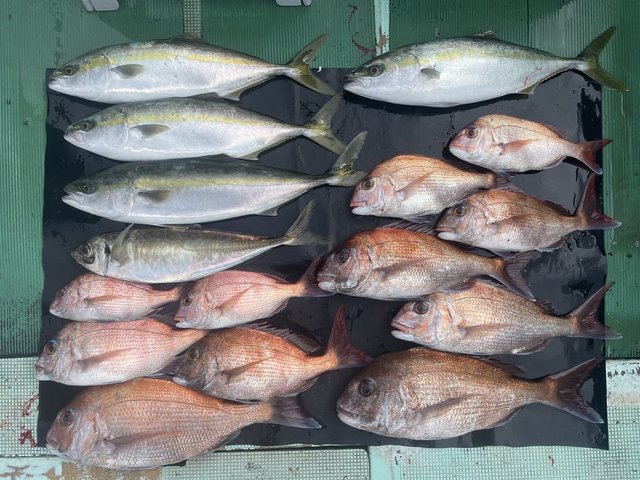 マダイ・マアジ・ハマチ(ブリ)