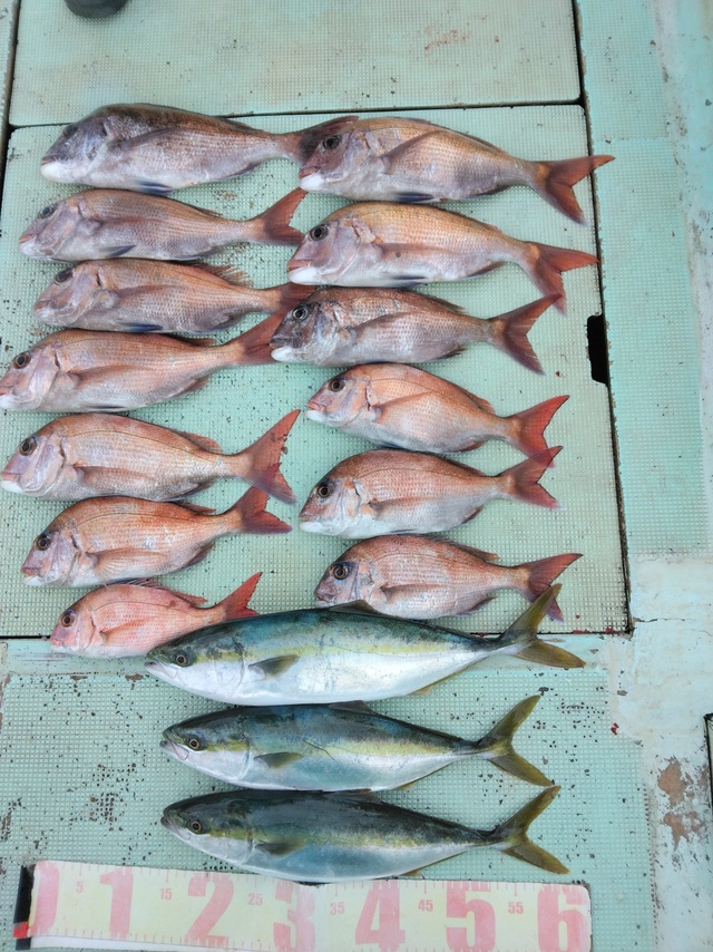 マダイ・ツバス(ブリ)