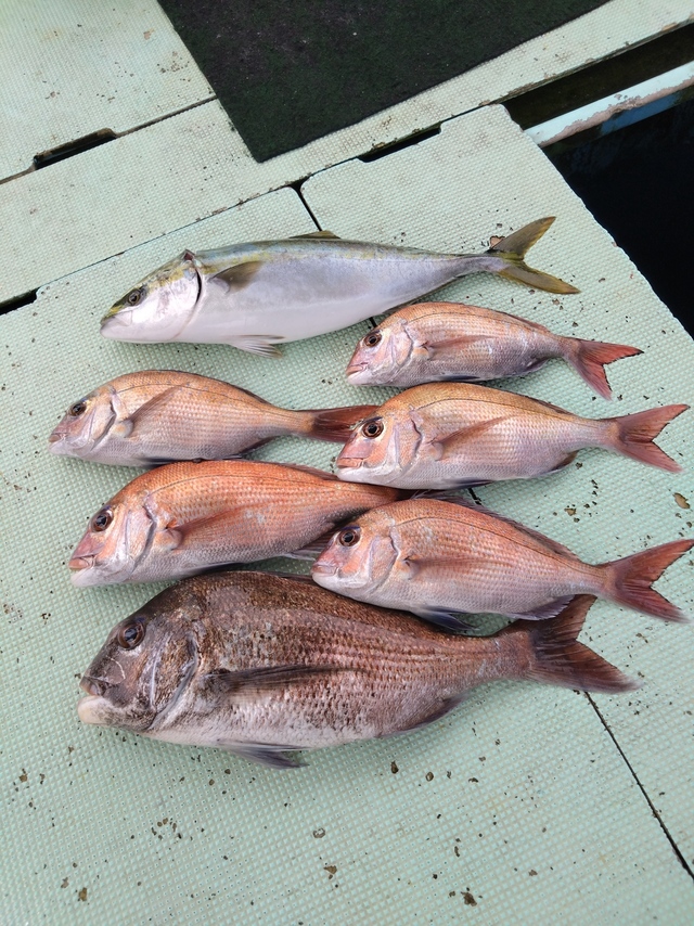 タイ(マダイ)・ハマチ(ブリ)