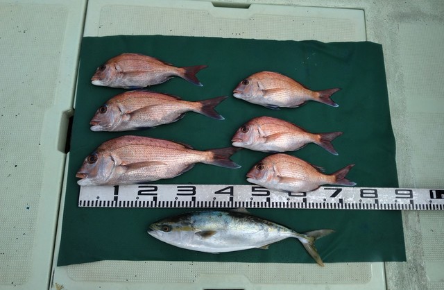 マダイ・ハマチ(ブリ)