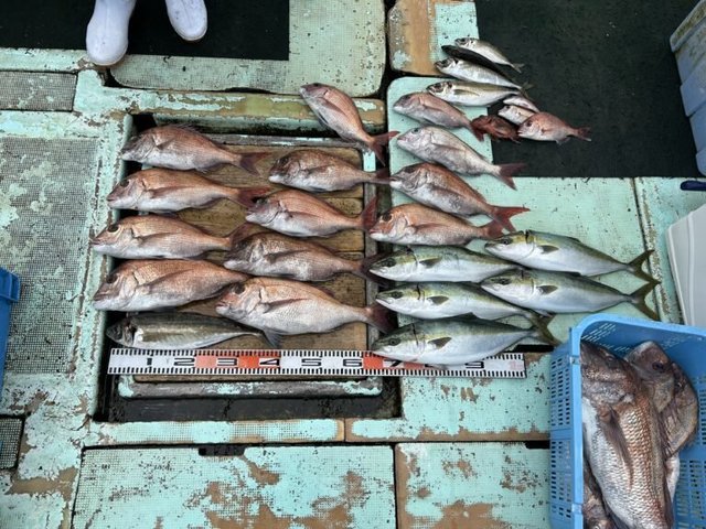 マダイ・マアジ・ハマチ(ブリ)