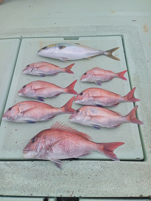 マダイ・ハマチ(ブリ)