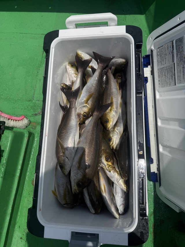 イサギ(イサキ)