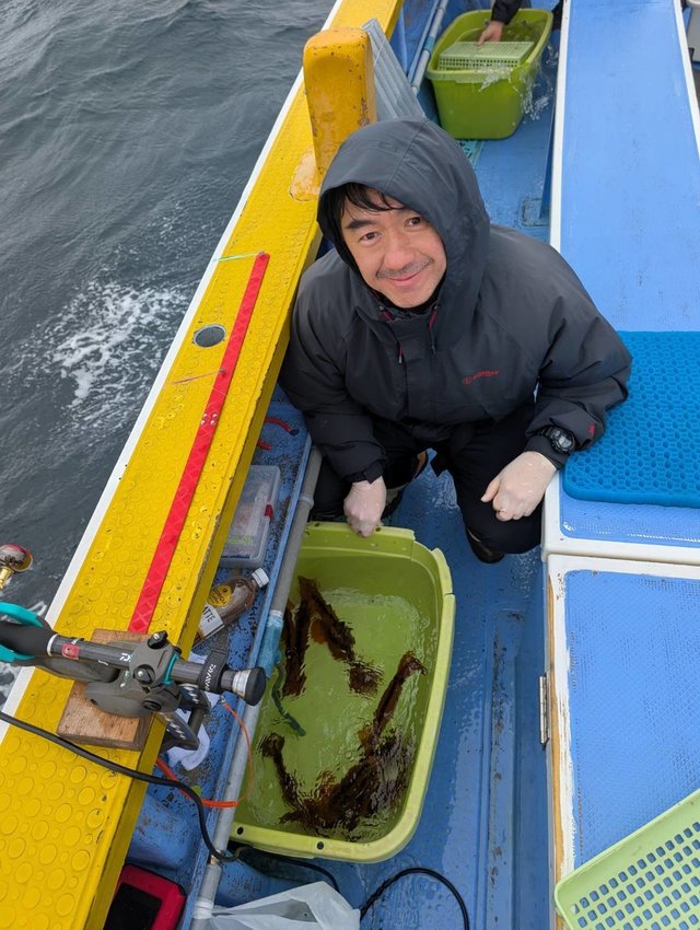 ムギイカ(スルメイカ)