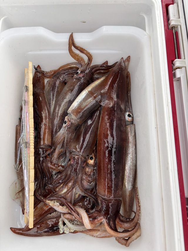 ムギイカ(スルメイカ)