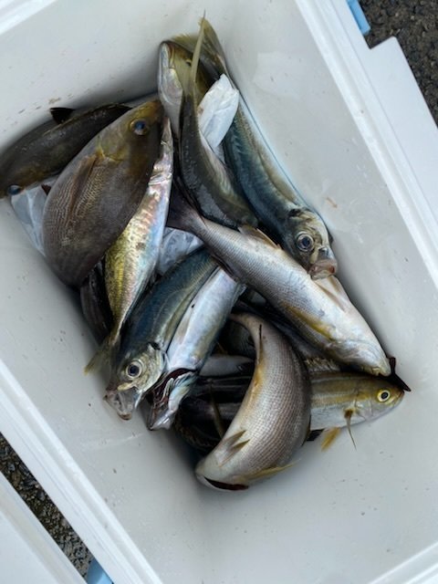 アジ(マアジ)・イサキ