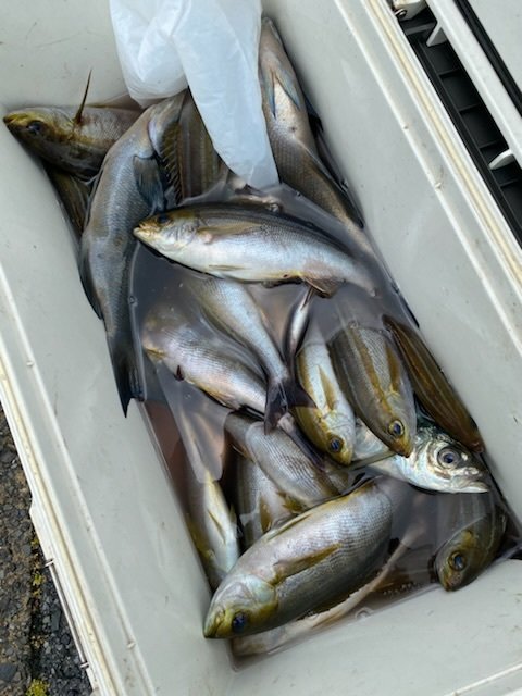 アジ(マアジ)・イサキ