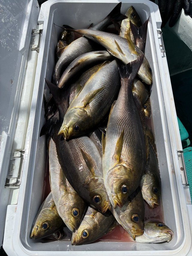 イサギ(イサキ)