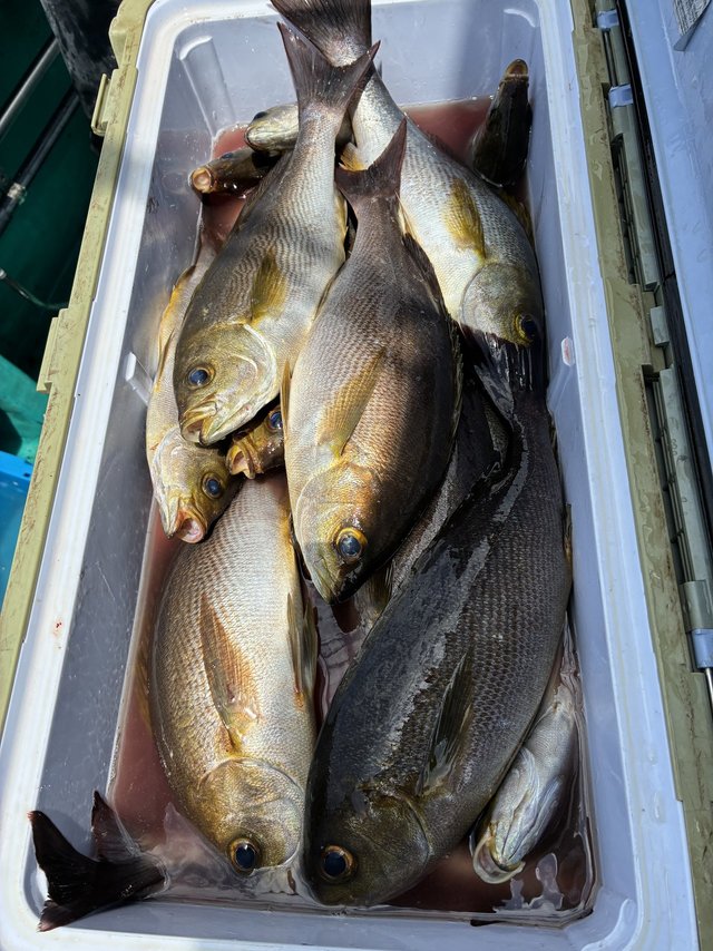 イサギ(イサキ)