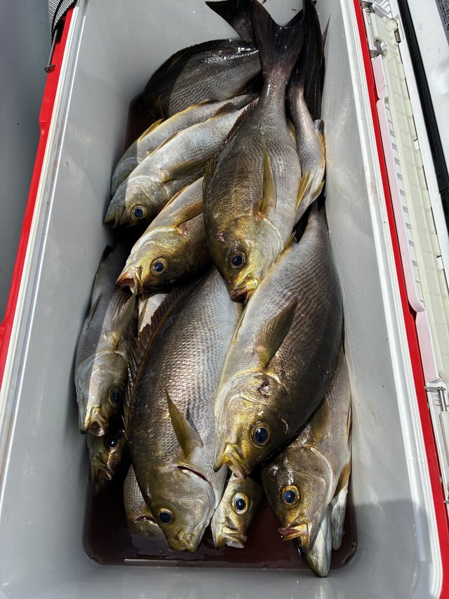 イサギ(イサキ)