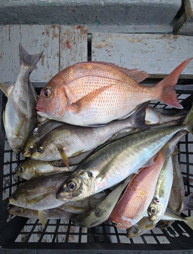 マダイ・アジ(マアジ)