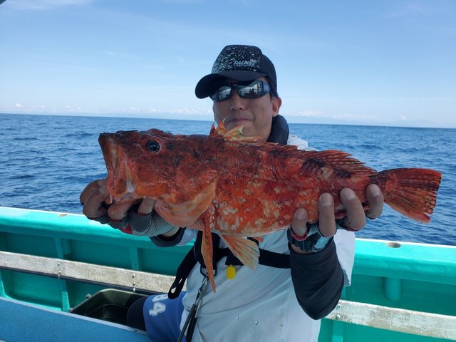 カンコ(ウッカリカサゴ)