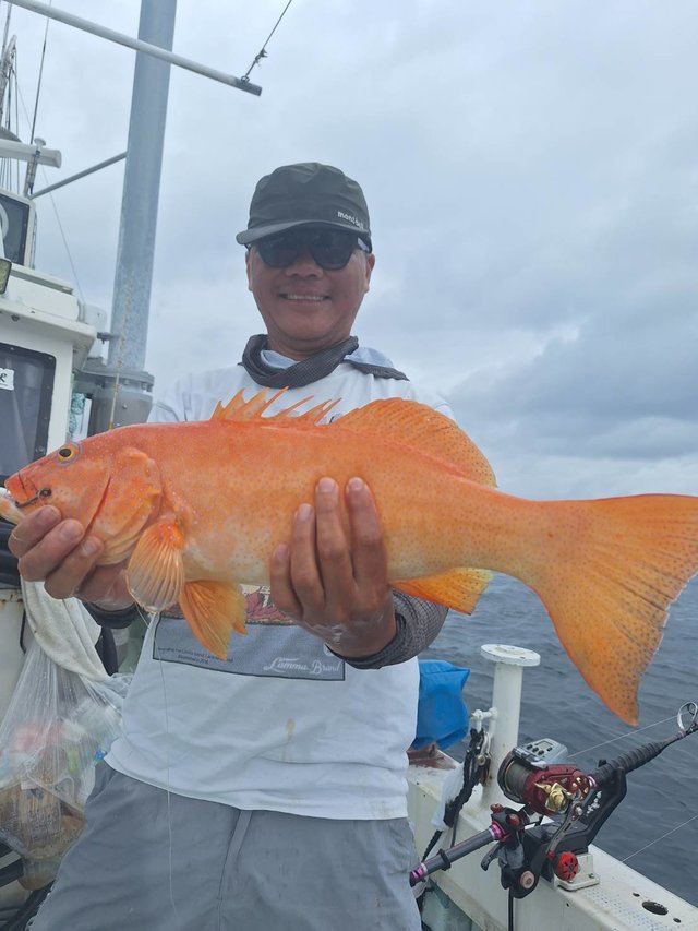 アカジン(スジアラ)