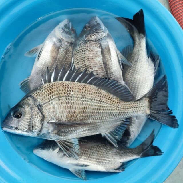 チヌ(クロダイ)