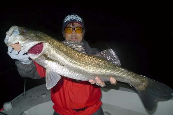 シーバス(スズキ)