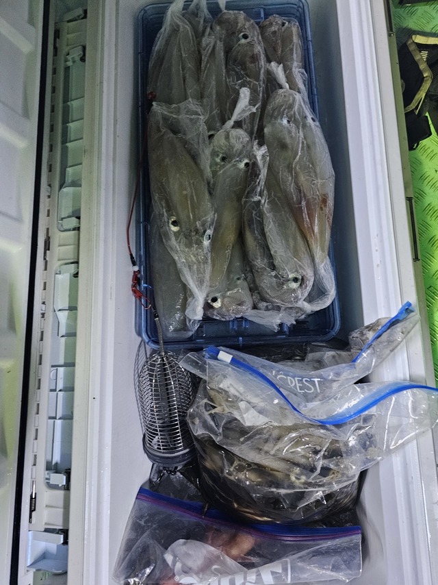 ヤリイカ・スルメイカ