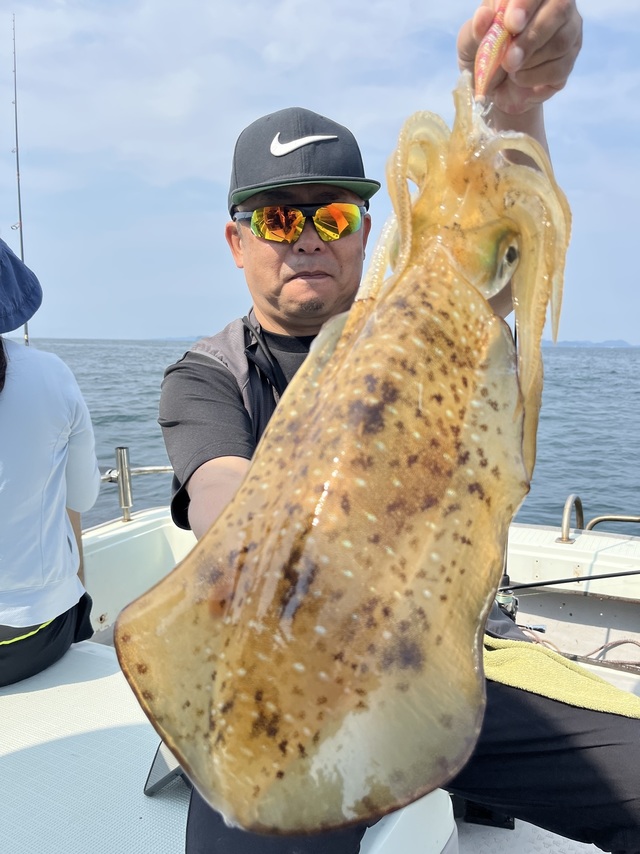 イカ(アオリイカ)