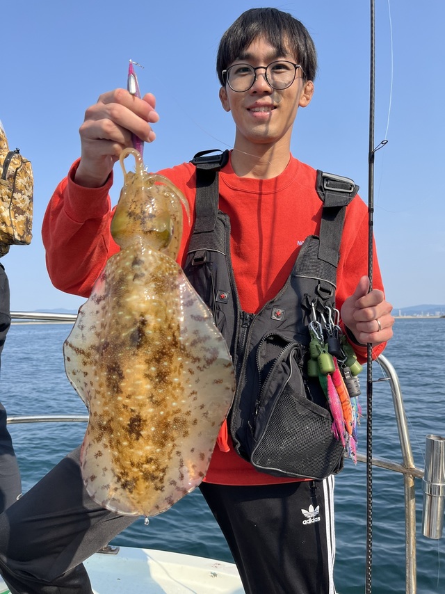 イカ(アオリイカ)