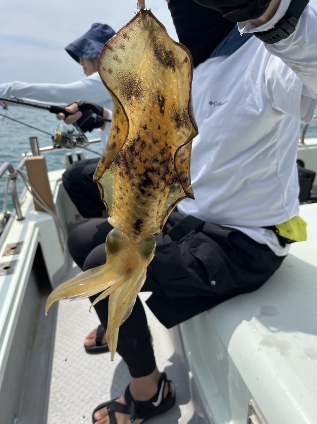 イカ(アオリイカ)