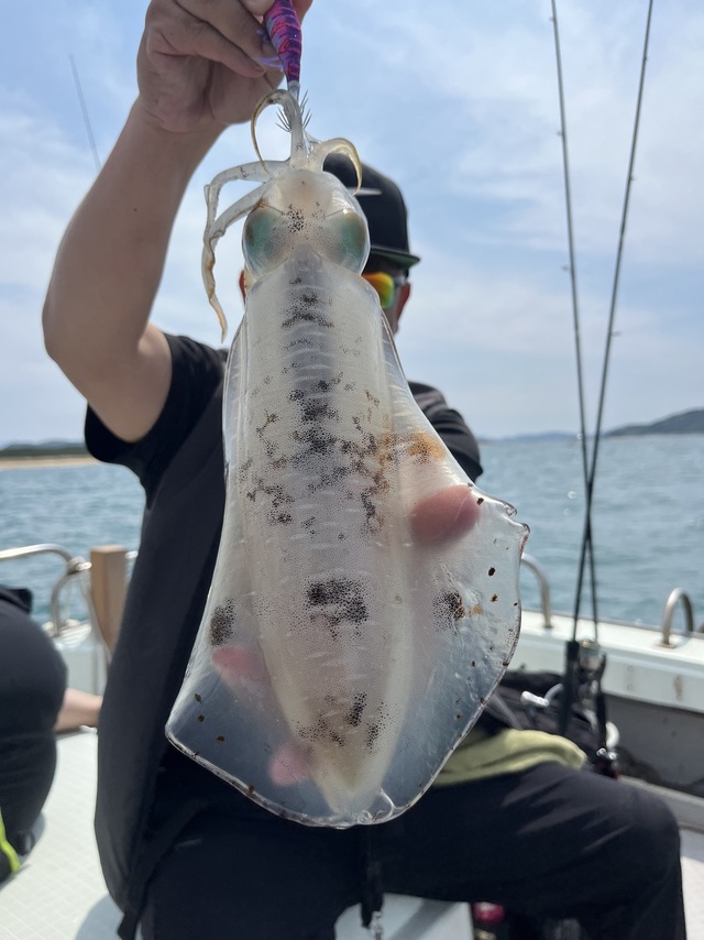 イカ(アオリイカ)