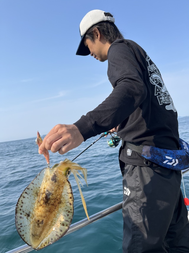 イカ(アオリイカ)