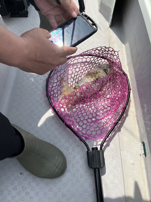 イカ(アオリイカ)