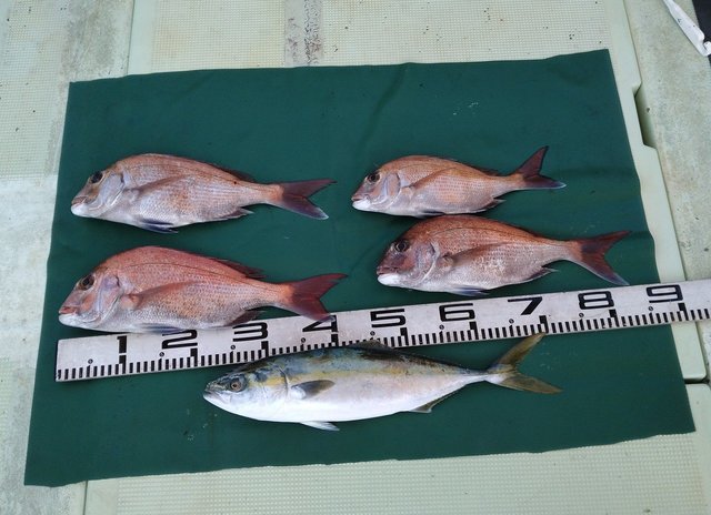 マダイ・ハマチ(ブリ)