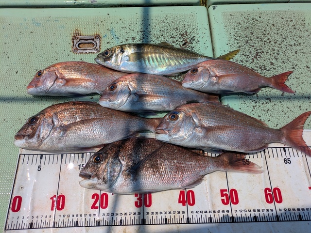 タイ(マダイ)・アジ(マアジ)