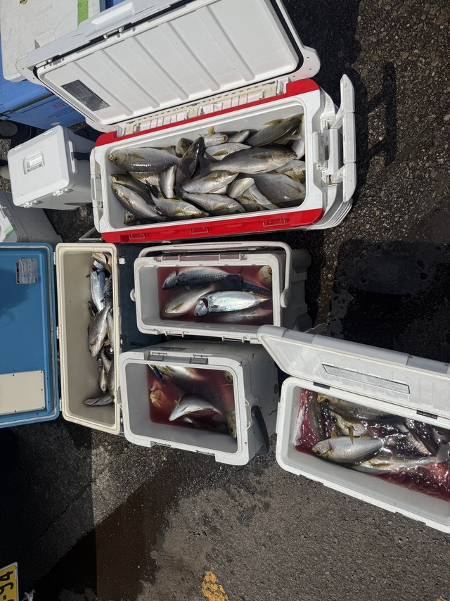 イサギ(イサキ)