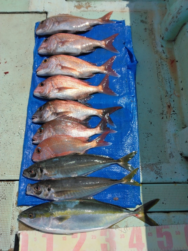 マダイ・マアジ・ツバス(ブリ)