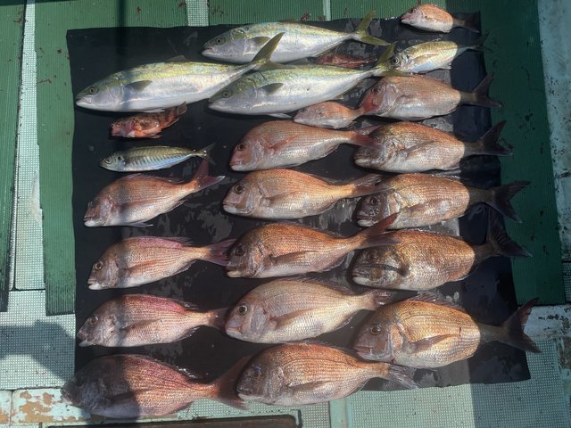 マダイ・マアジ・ハマチ(ブリ)