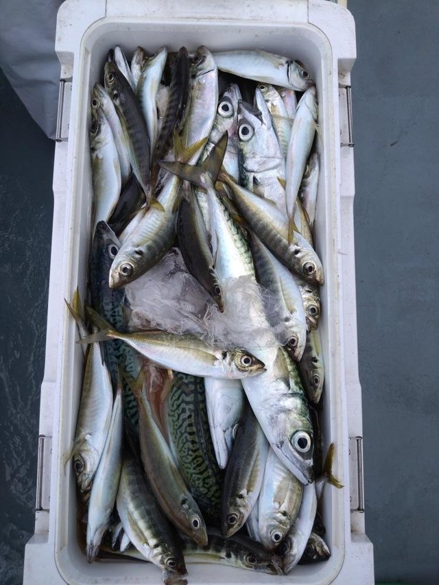 アジ(マアジ)・サバ(ゴマサバ)