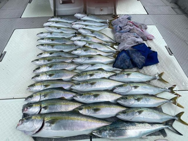 ハマチ(ブリ)・メジロ(ブリ)