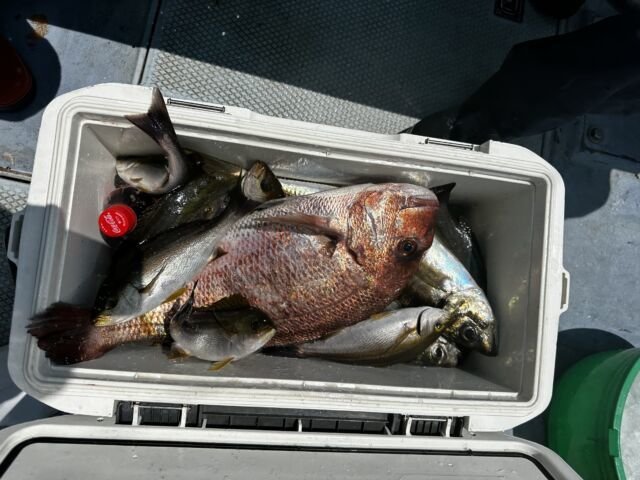 マダイ・アジ(マアジ)