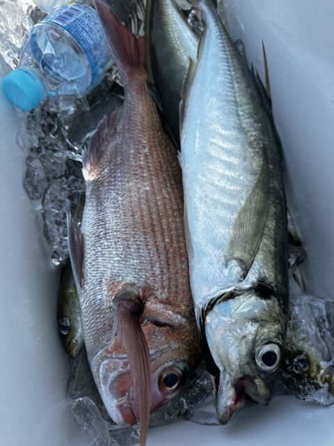 マダイ・アジ(マアジ)