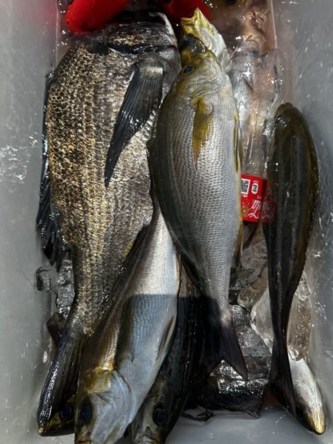 クロダイ・イサキ