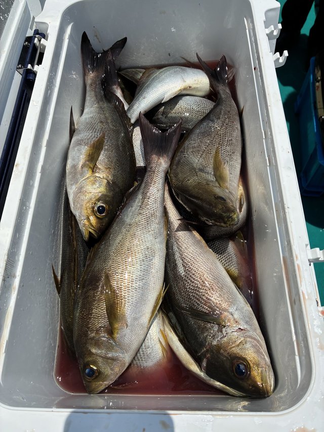 イサギ(イサキ)