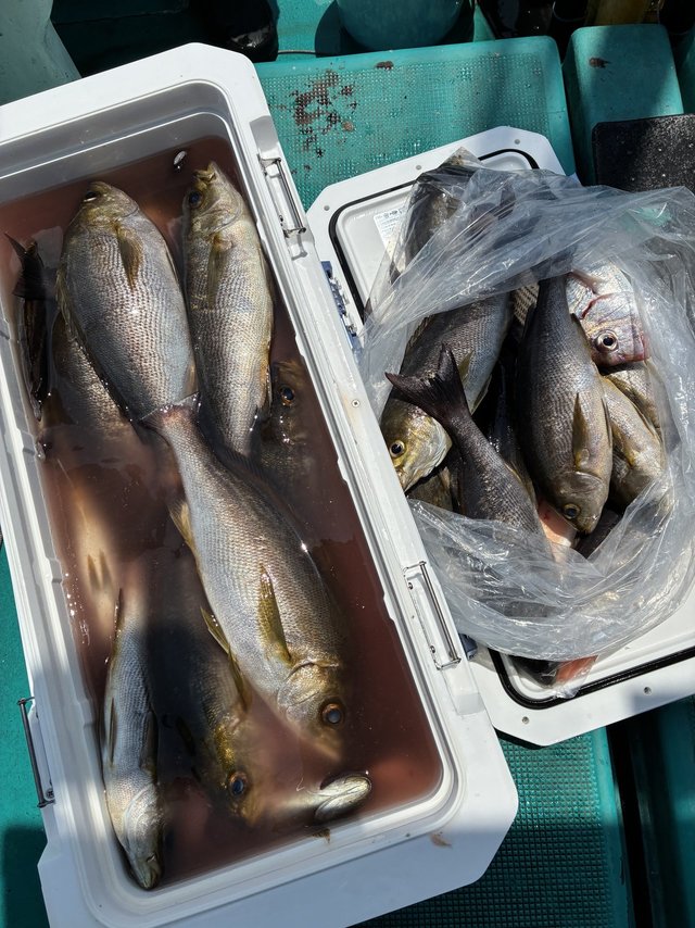 イサギ(イサキ)