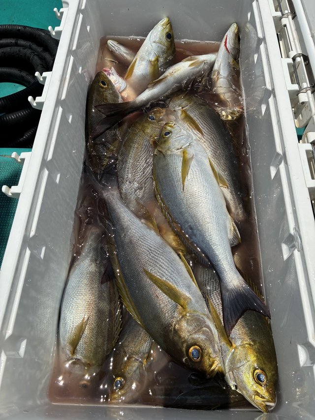 イサギ(イサキ)