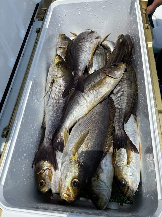 イサギ(イサキ)