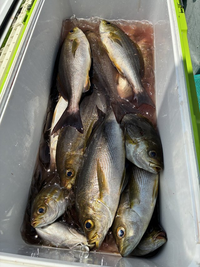 イサギ(イサキ)