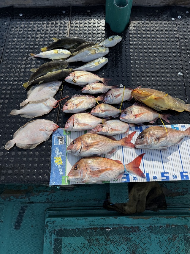 タイ(マダイ)・アオハタ・ガンゾウヒラメ(ガンゾウビラメ)・サバフグ(シロサバフグ)