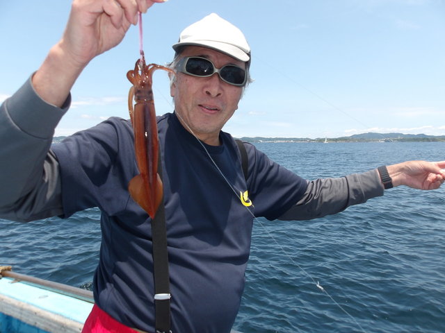 ムギイカ(スルメイカ)